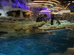 -帝企鹅自助餐厅•儿童岛•真企鹅(长隆企鹅酒店)