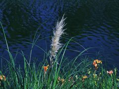 -福田红树林生态公园