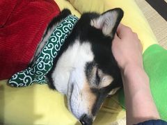 -逗柴咖啡屋·狗咖猫咖宠物桌游