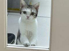 -纳吉亚猫专科动物医院博雅分院