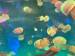 -秦皇岛新澳海底世界