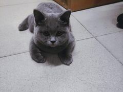 -lincat·猫舍(广州店)
