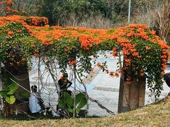 -深圳仙湖植物园