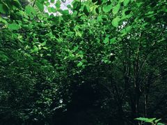-佛慧山