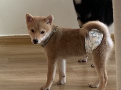 -柴犬小屋·柴餐厅·狗咖食堂(金鼎广场店)