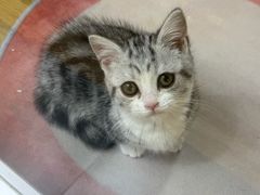 -青奢宠物·青奢猫舍