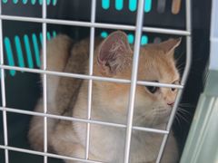 -乐琪宠物医院·犬猫专科·骨外科·急重症