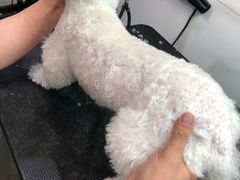 -Pets First伊珊娜洗护·精致美容·家庭式寄养(新会路店)