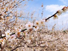 -广州市流溪河国家森林公园