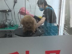 -利又安动物医院··老年病·猫科犬科·中兽医