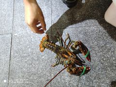 -琼大师东方烤乳猪(亚特兰蒂斯店)