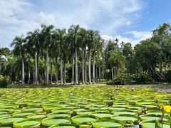 -中国科学院西双版纳热带植物园
