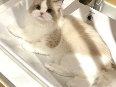 -猫十亿·布偶金渐层·曼基康矮脚猫舍(青年路店)