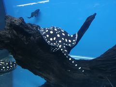 -御唐府海珊瑚主题餐厅