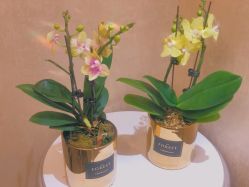 点击看大图 -秘阁MIGO·美甲美睫