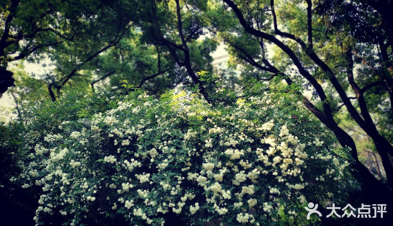 徐家汇光启公园