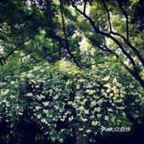 徐家汇光启公园