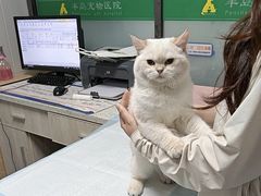 -半岛宠物医院24小时(科华中路店)