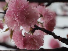 -天适樱花悠乐园