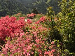 -木兰云雾山