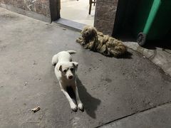 -许村蟹面(海宁许村大道店)
