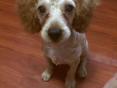 爱侣宠物医院(灵石路总店)-爱侣宠医·鹦鹉专科·小型哺乳类·异宠专科(灵石路店)