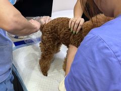 -博特宠物医院24h犬猫全科.骨科·异宠