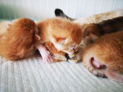 -70cat德文卷毛猫·缅因猫纯种猫舍