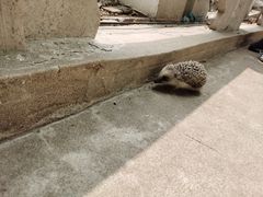 -东方巨龟苑景区