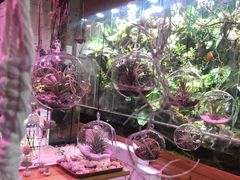 -朝来春花卉市场