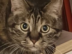 -瑞派福兴宠物医院犬猫全科·骨科·中西医结合(河东店)