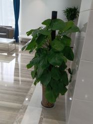 -雍禾植发全国连锁