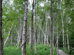 -五营红松林海景区