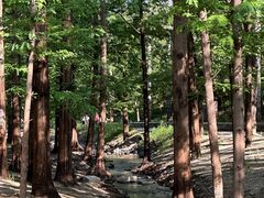 -白水寺森林公园