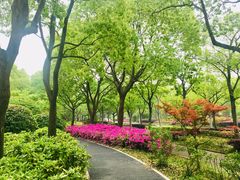 -新江湾城公园