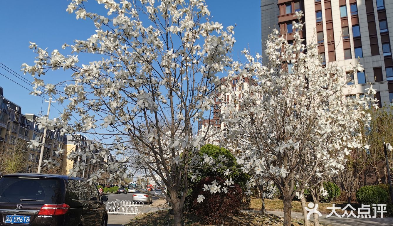 【裕美路 金灿灿的春天】