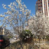 【裕美路 金灿灿的春天】