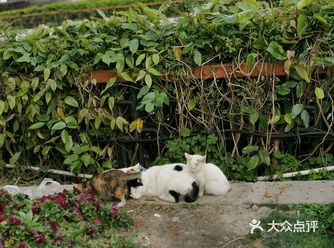 徐家汇太平洋百货前面那个路，有几只小奶喵靠着猫妈妈睡