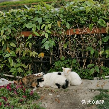 徐家汇太平洋百货前面那个路，有几只小奶喵靠着猫妈妈睡