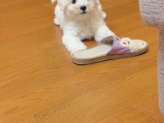 -翊宠yipet猫狗购宠庄园犬舍•猫舍