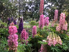 -上海共青森林公园