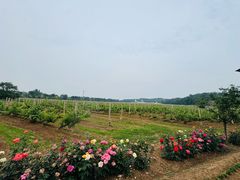 -北京张裕爱斐堡酒庄