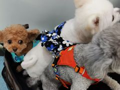 -北京赛佳动物医院