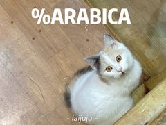 -猫色咖啡·猫咖