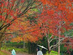 -田野绿世界