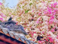 -深圳国际园林花卉博览园