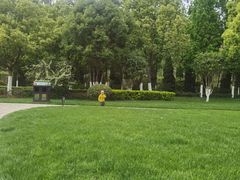 -合肥滨湖国家森林公园