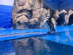-青岛海底世界-水族馆