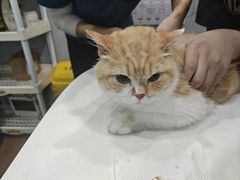 -瑞派动物医院·绝育·犬猫全科·预防医学(光景江南中店)
