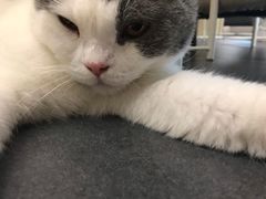 -Heymao猫咖.咖啡厅(东门店)